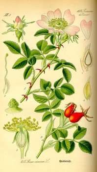 Hagebutten Pulver bio